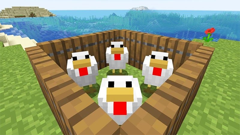 minecraft-how-to-get-chickens-to-follow-you-attract-tame-chickens