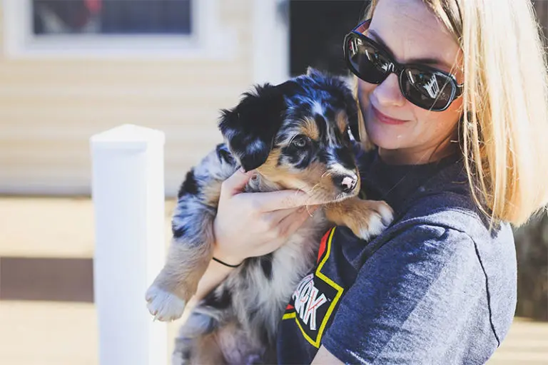 australian shepherd puppy